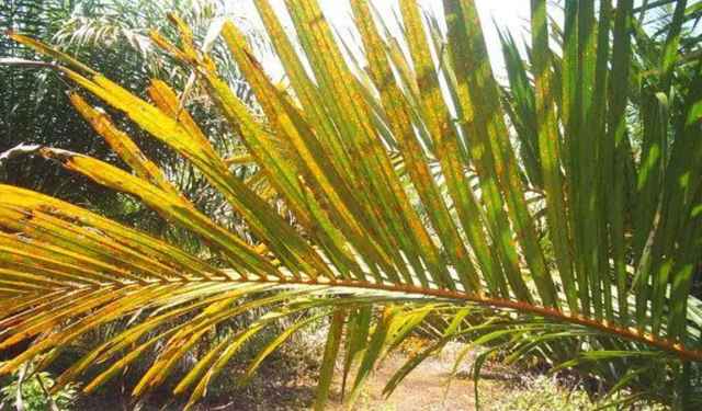 penyebab daun kelapa sawit menguning