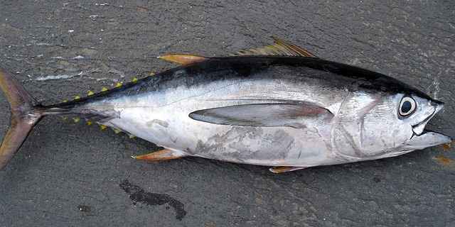 apa manfaat dari ikan tuna
