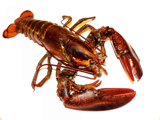 Apakah Lobster Sama Dengan Udang
